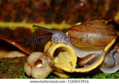 Snail couple life crawling eat some food on green grass in sunset with bokeh