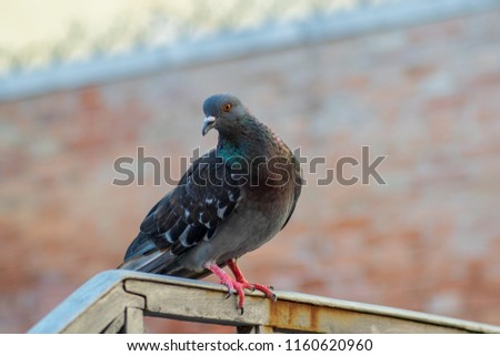 portrait of a Pigeon, close-up picture in Venice Italy 