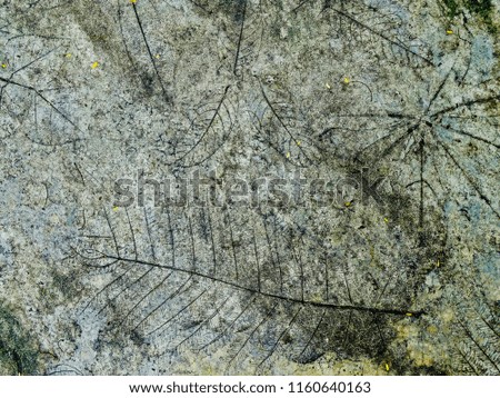 Natural leaf stamp on old Cement floor. Leaf pattern texture on stone wall. Marks of leaf on the concrete pavement. Cement surface with leaves pattern and fresh leaves debris for background.