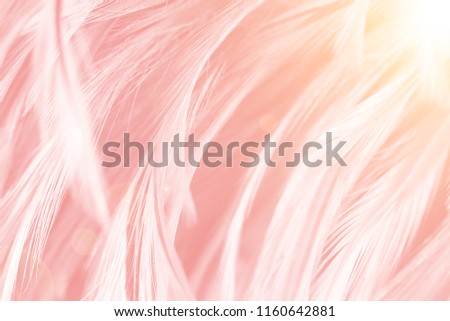 Beautiful Coral Pink vintage color trends feather pattern texture background with Orange light 