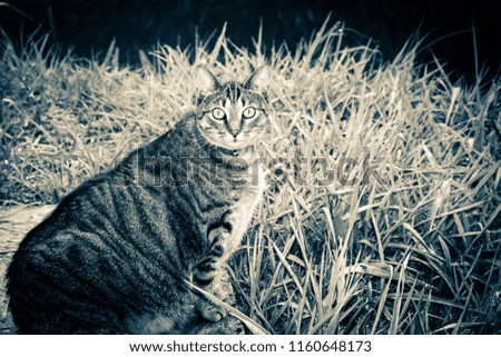 Monochromatic photo of fat tabby cat sitting by the river.