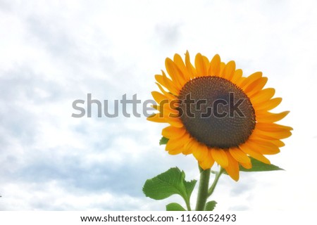 Single sunflower bouquet is prominent on the sky background with light fluffy clouds in the sunlight.