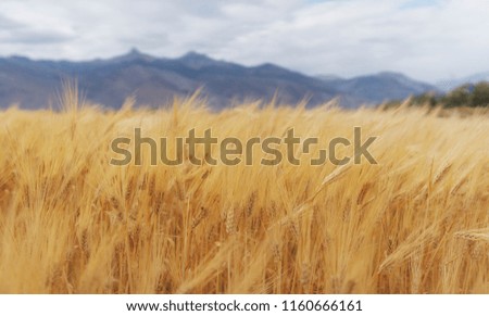 Wheat ears field. Close-up ripe wheat crop in countryside