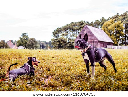 Two dogs resting in color