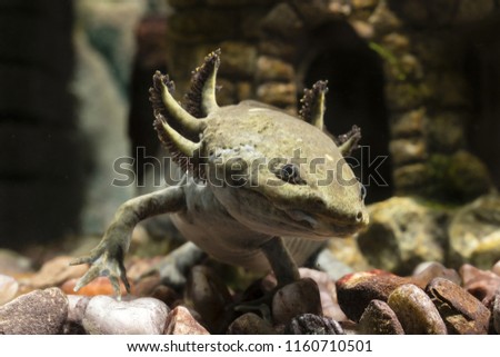 Ambystoma mexicanum - head axolotl in detail. Royalty-Free Stock Photo #1160710501