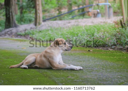 Thai dog in green outdoor park.