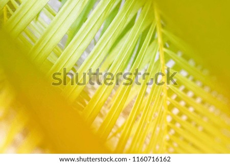 Nature leaf in bright orange light background with blurred on edge
