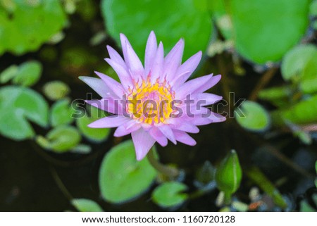 water lily in the pond,lotus,close up