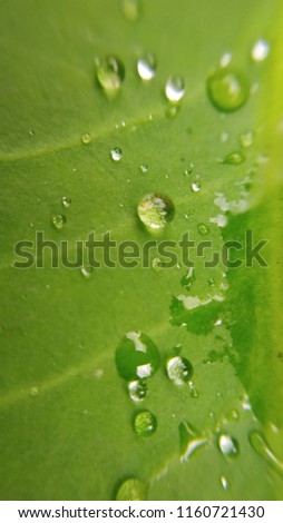 Water drops on green leaf rainy season