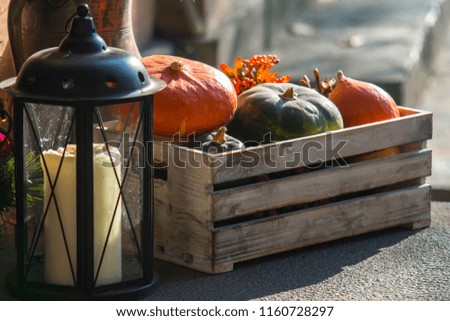 Colorful pumpkins,halloween concept