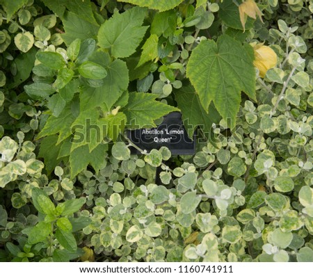 Botanical Identification Label for Abutilon 'Lemon Queen' in a Country Cottage Garden in Rural Devon, England, UK