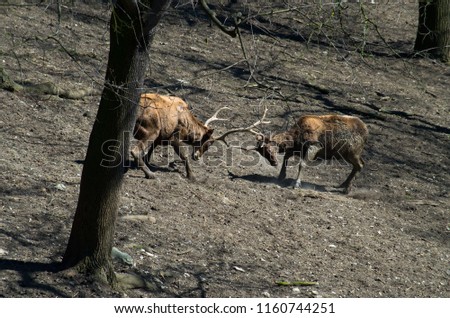 Thorold's deer males fighting