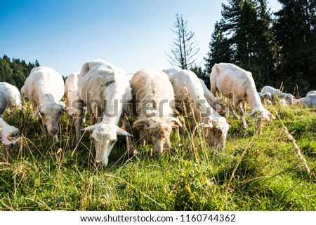 Young sheeps and lambs grazing on grass