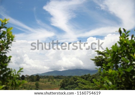 green leaves with blue sky
