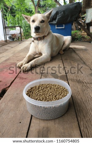 Dog food in plastic cup on wooden floor.