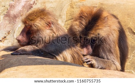 Family of baboons.  Old World monkeys.