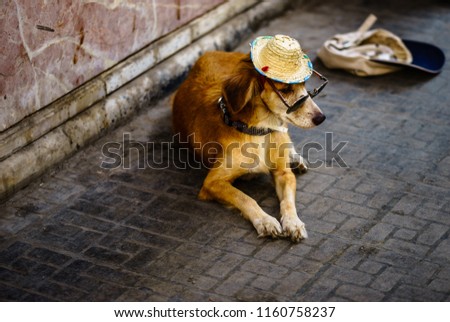 Dog with sunglasses and hat on the streets of Havana, Cuba.
