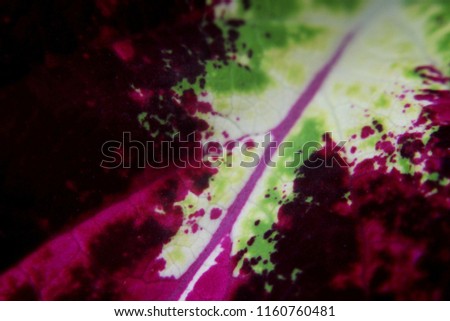 close-up view of a colorful coleus plant leaf seen in a home garden in, Sri Lanka
