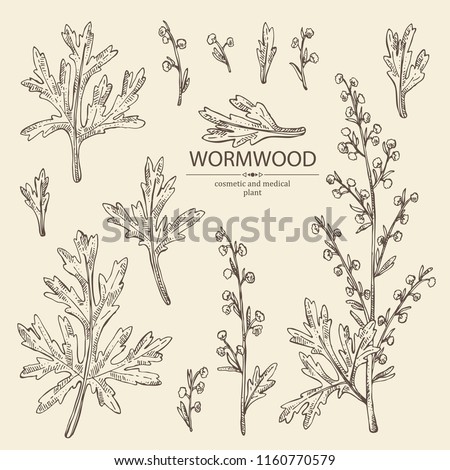 Collection of wormwood: wormwood branch, wormwood flowers and leaves . Cosmetics and medical plant. Vector hand drawn illustration. Royalty-Free Stock Photo #1160770579