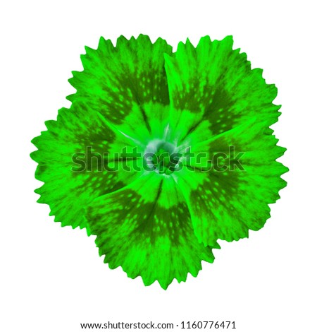 green carnation flower isolated on white background. Close-up.  Element of design.