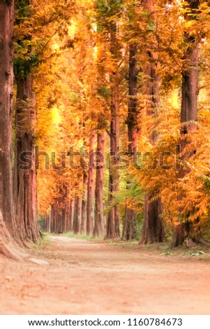 metasequoia tree road, Seoul autumn path