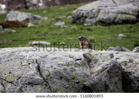 Marmots running in the grass with mountain in the background during spring. French Alpes - Mercantour National Park - Lake of frogs