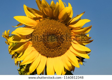 Sunflower head photographed against blue sky