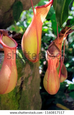 Nepenthes,carnivorous plants in the rain forest 