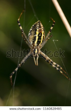Argiope Bruennichi, spider frome behind