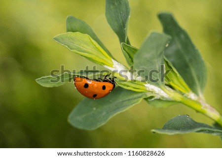 red ladybird goes upside down on the leaves