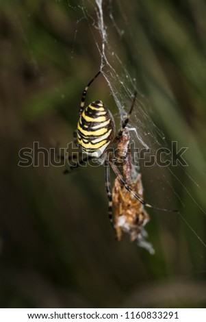 Argiope Bruennichi, dangerous spider, food in the web