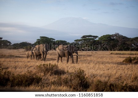 Iconic view of African Elephants  (Loxodonta africana) herd walking in Amboseli National Park, Kenya, with mount Kilimanjaro and acacia trees on background