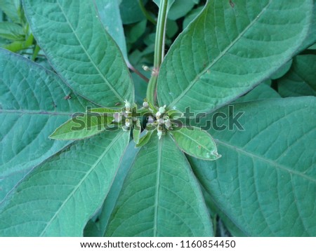 Green leaf macro photography stock photo.