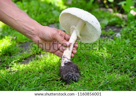 Fresh field mushroom (Agaricus arvensis) in hand