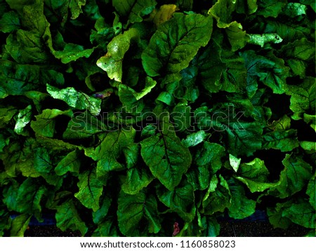 Natural background of green leaves. Juicy foliage. Beauty natural background for design or as a texture. The concept of biological, bio products, bio ecology, grown by own hands, vegetarians.