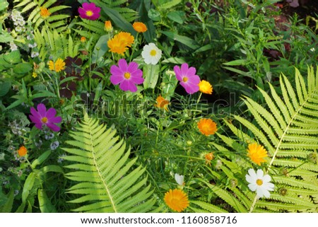 garden flowers fern leaves orange yellow white pink flowers cosmea and calendula. composition of garden flowers for books, magazines, web design template, banner, video blog
