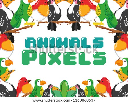Pixel exotic birds