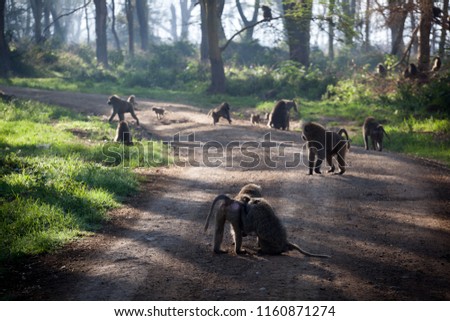 Troop of baboons (Papio cynocephalus) in the middle of a road to Nakuru Lake, Kenya, Africa. Soft mysterious back light, selective focus. 