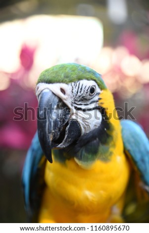 Colorful macaw bird