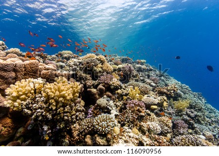 A thriving,healthy coral reef covered in hard corals, soft coral with abundant fish life