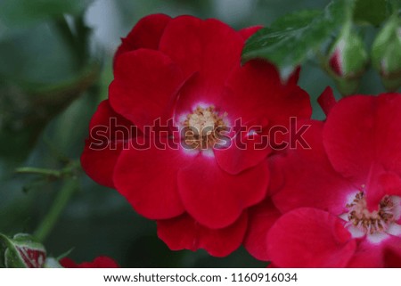 Beautiful red roses flowers blooming in the garden at sunny  summer day.