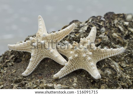 sea starfish on sand