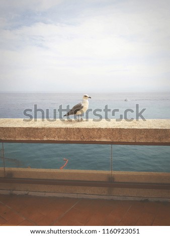 Picture of a seagull in Monaco