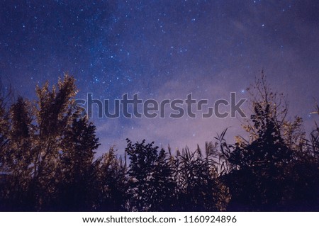 Tree shilouettes in a starry summer night