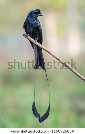 This picture of Racket Tailed bird is taken at Kerala in India.