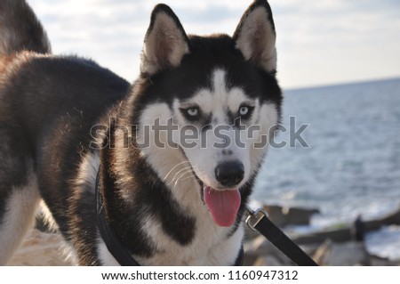 cute husky dog close up portrait background