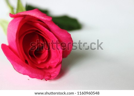 Give love to each other with pink roses.