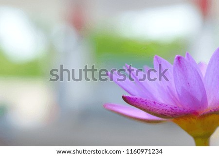 The image of the lotus flower bud, bloom. The color is bright pink with purple petals, with yellow gals attracting insects and inviting.