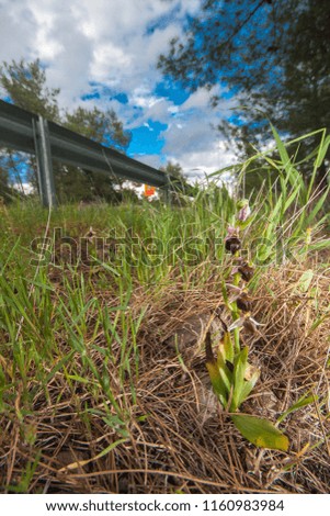 Ophrys elegans bee orchid habit picture. Endemic plant of Cyprus. Orchid next to road.
