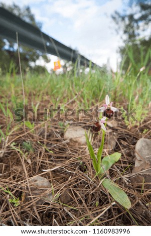 Ophrys elegans bee orchid habit picture. Endemic plant of Cyprus. Orchid next to road.